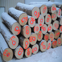 Hard Maple Logs 1
