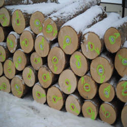Hard Maple Logs 2