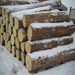 Hard Maple Logs 3